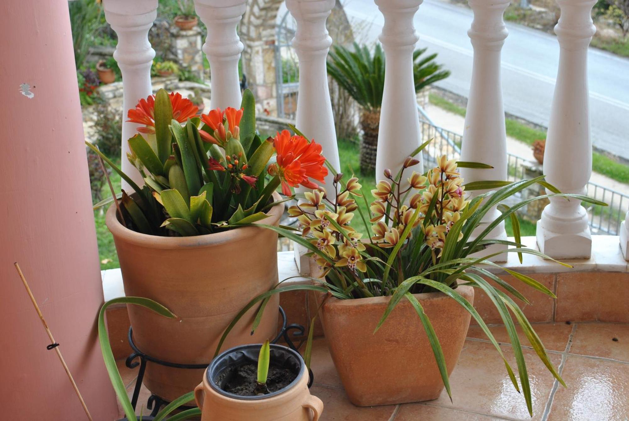 Amaryllis House Διαμέρισμα Πάργα Εξωτερικό φωτογραφία