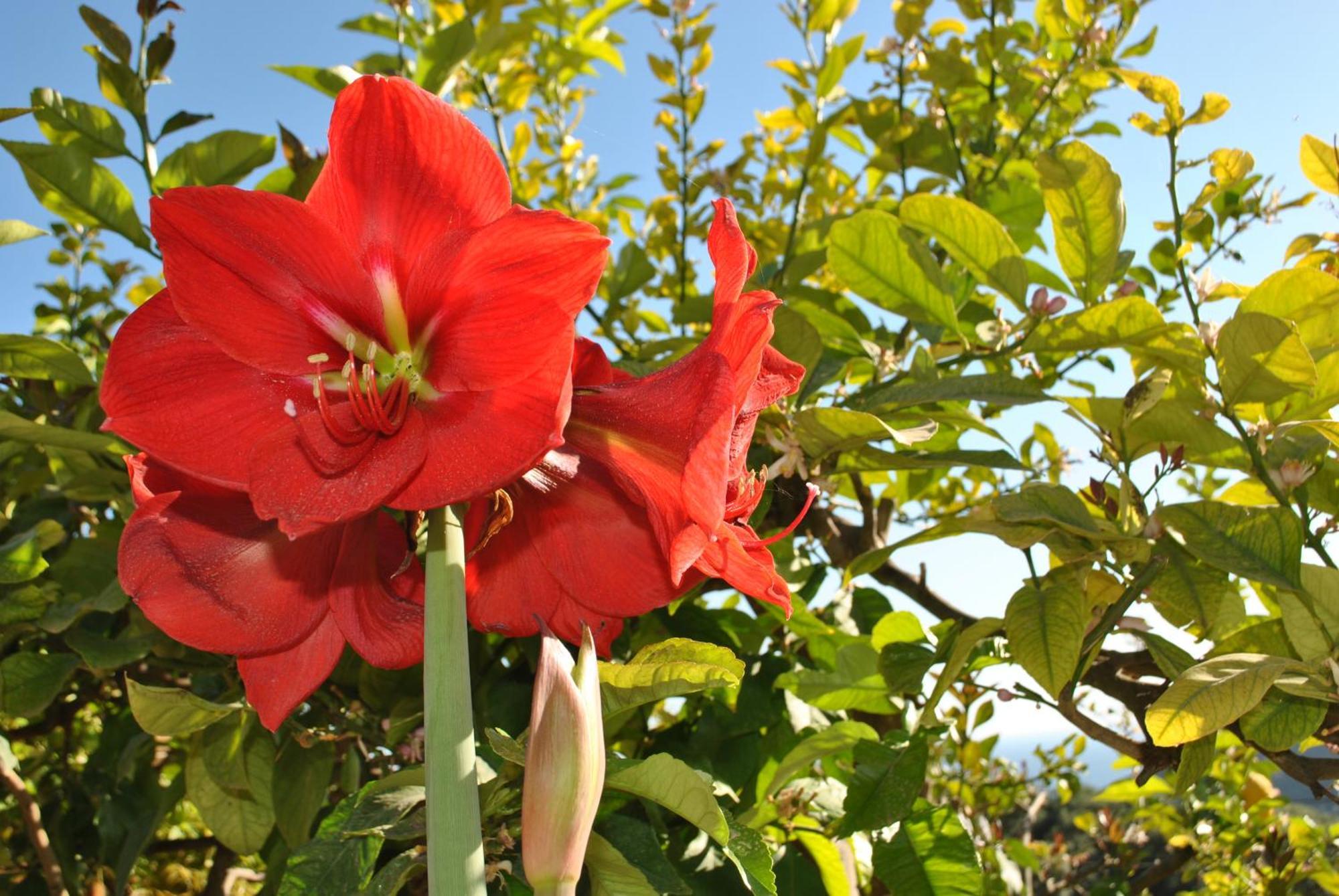 Amaryllis House Διαμέρισμα Πάργα Εξωτερικό φωτογραφία